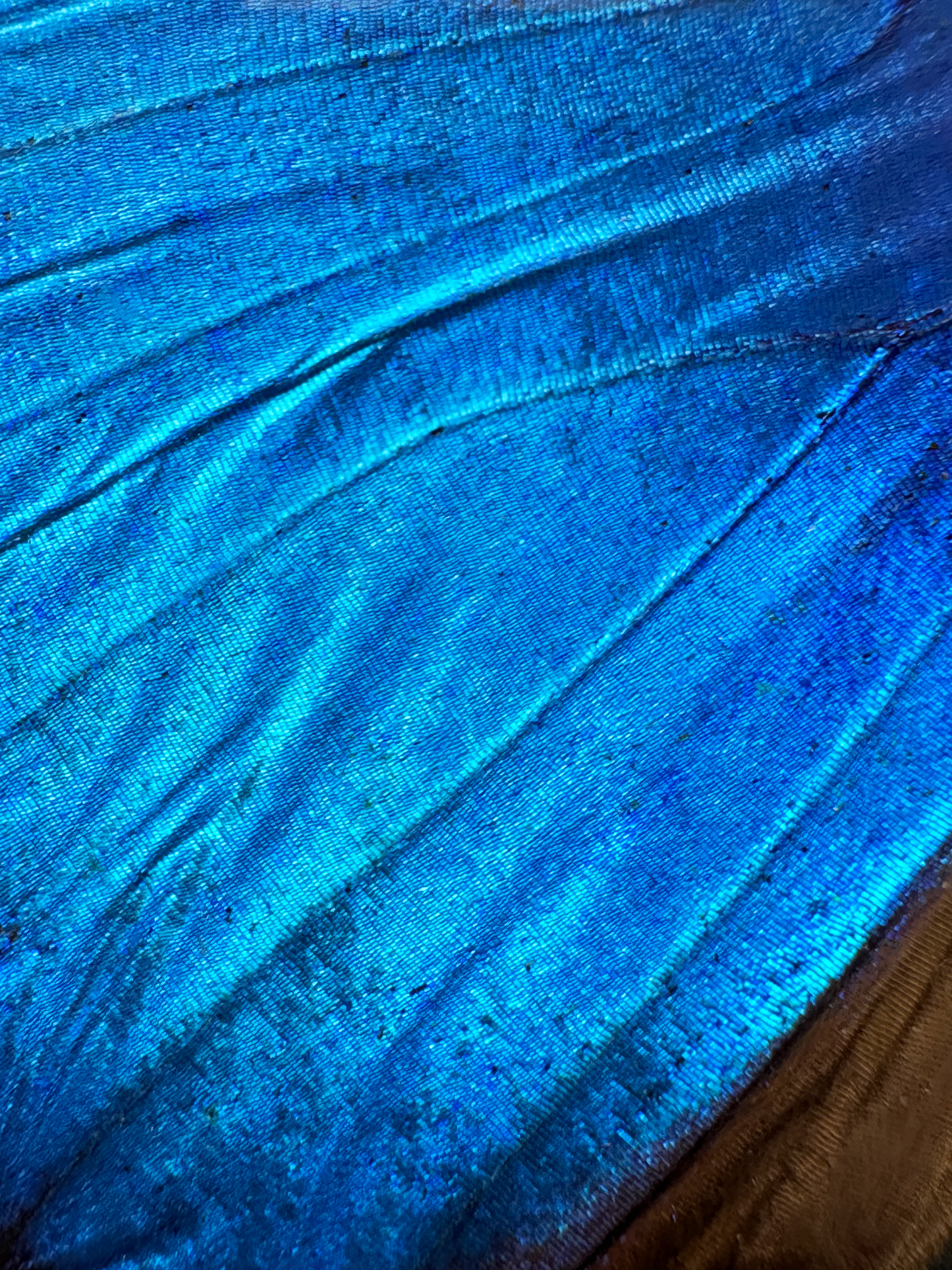 Woven Light — Signed Limited Edition (11 x14 Aluminum)