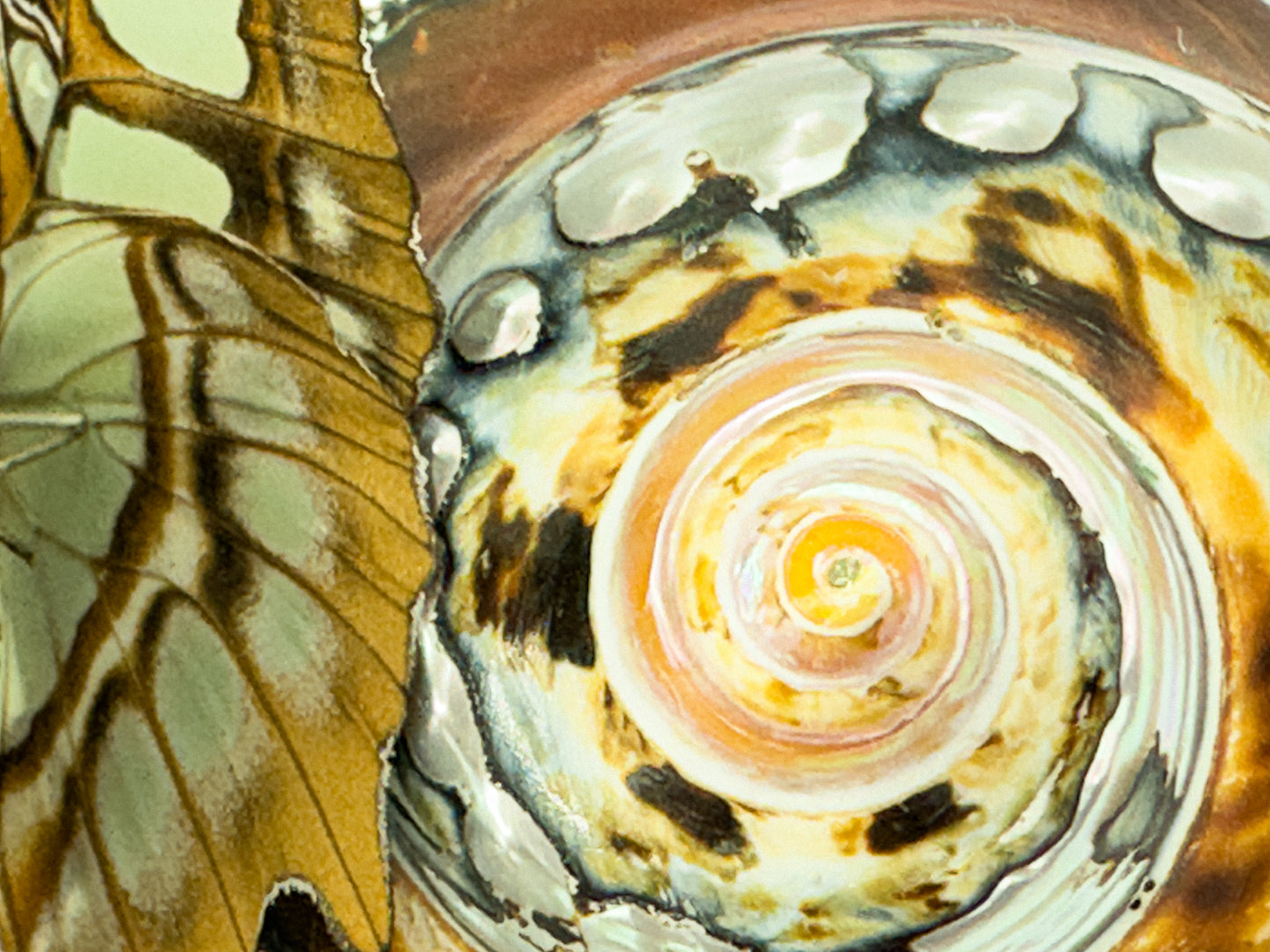A Wing and a Shell — Signed Limited Edition (14x11 Aluminum)