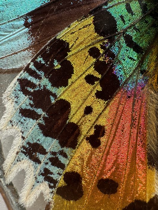 Prism Wing — Signed Limited Edition (11 x 14 Aluminum)